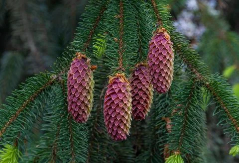 Young seed cones of a spruce tree (Genus Picea) Stock Photos