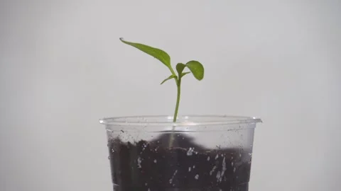 Young seedling 4K Stock Footage 274402687