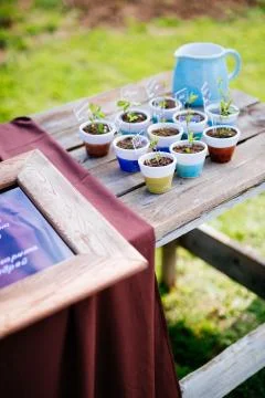 Young seedling in ceramic pots Stock Photos