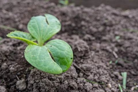 Young seedling emerging in brown soil garden bed close-up Stock Photos