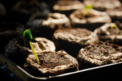 Young Seedling Emerging Soil, Sunlight Indoor Plant Growth Concept Stock Photos