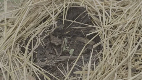Young seedling emerging through straw mulch in sustainable organic farming Stock Footage 336674109