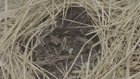 Young seedling emerging through straw mulch in sustainable organic farming Stock Footage 337432571