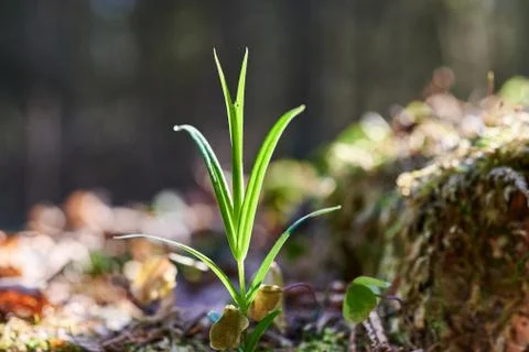 A young seedling in the forest Stock Photos
