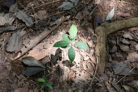 Young seedling highlighted by light on the forest floor Stock Photos