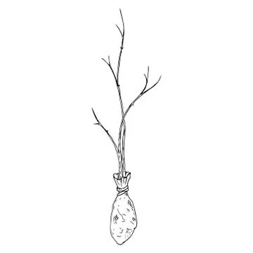 Young seedling icon. Vector illustration of a young sapling for planting. Han Stock Illustration