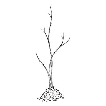 Young seedling icon. Vector illustration of a young sapling for planting. Han Illustrazione stock