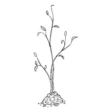 Young seedling icon. Vector illustration of a young sapling for planting. Han Illustration