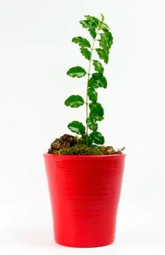 Young seedling Stock-Fotos