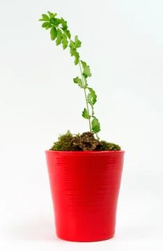 Young seedling Stock Photos