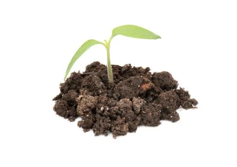 Young seedling Stock Photos