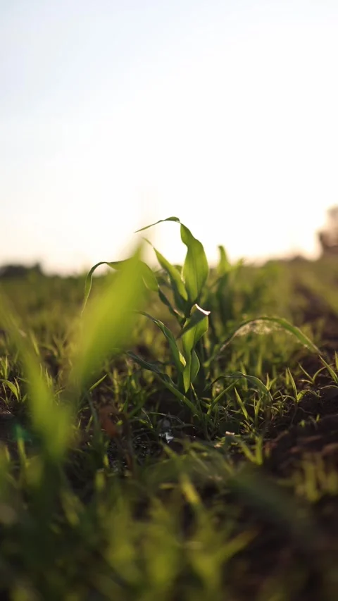 Young seedling in soil Stock-Footage 337941343