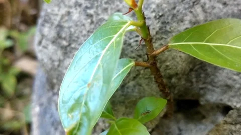Young Seedling Sprouting from the Soil Stock-Footage 330586157