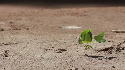Young seedling of tree in the sand with strong wind Stock Footage 64560416
