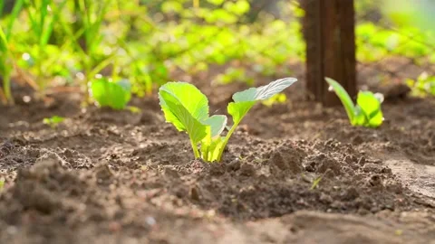 A young seedling of white cabbage close-up grows in a garden bed Stock Footage 201480583