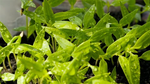 Young seedlings of bell pepper. Drops of water on the leaves. Close-up Stock Footage 127685534