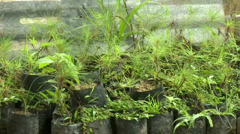 Young seedlings in black plastic ready for planting  Video stock 607738