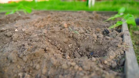 Young seedlings of cabbage seedlings are stacked near the garden bed, close up Stock Footage 311519828