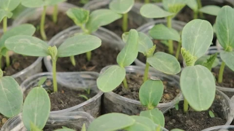 Young seedlings of cucumbers plastic cups. Growing plants in spring, sprouts 動画素材 267910462