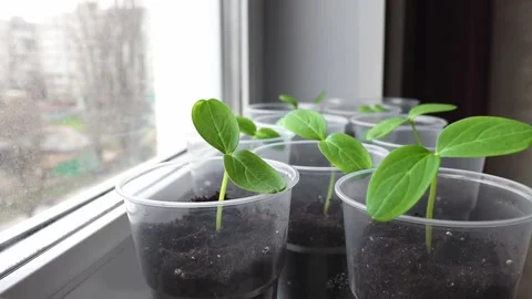 Young seedlings of cucumbers in pots standing on the windowsill at home. Stock Footage 231047908