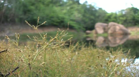 Young Seedlings By The Edge Of A Pond 스톡 동영상 12586187