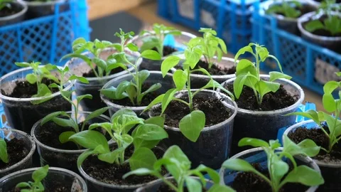 Young Seedlings 库存影片 107838034