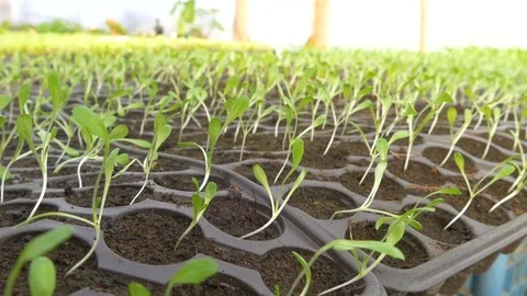 Young seedlings in the greenhouse Stock Footage 76407161