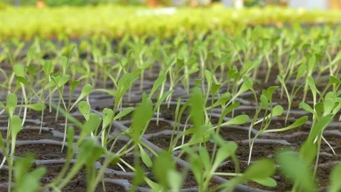 Young seedlings in the greenhouse Stock Footage 76407502