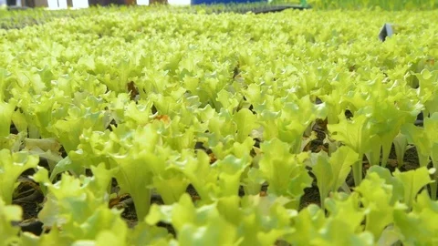 Young seedlings in the greenhouse Stock Footage 76407697