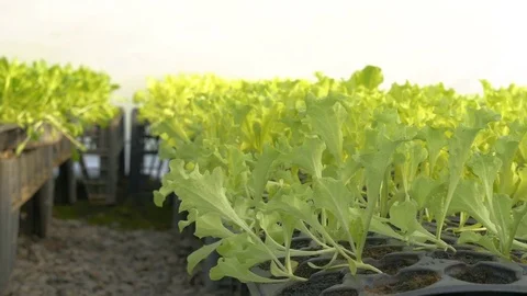 Young seedlings in the greenhouse Stock Footage 76407712
