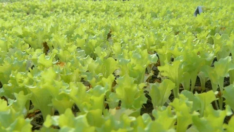 Young seedlings in the greenhouse 스톡 동영상 76409181