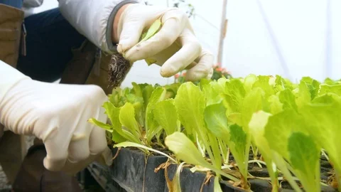 Young seedlings in the greenhouse Stock Footage 76528558