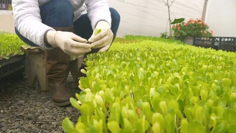 Young seedlings in the greenhouse Stock Footage 76529053