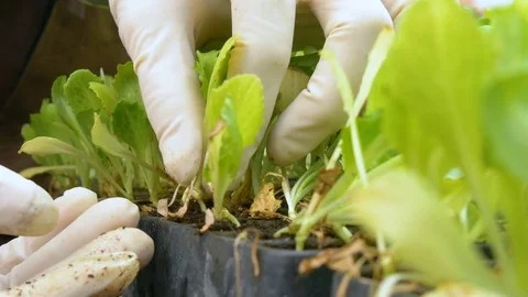 Young seedlings in the greenhouse Stock Footage 76542983