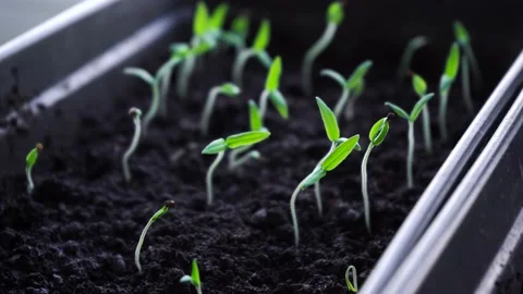 Young seedlings in the ground Stock Footage 167360716