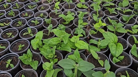 Young seedlings growing in plastic pots filled with soil Stock Footage 306460776