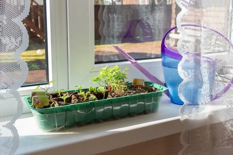Young seedlings in peat pots with watering can on windowsill in morning sun.  Stock Photos