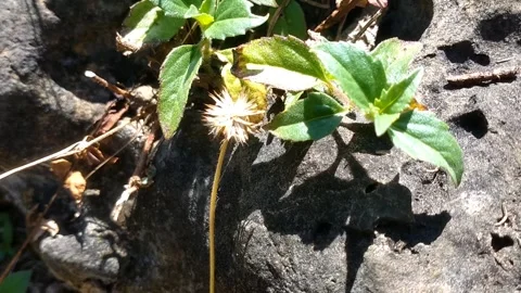 Young Seedlings Sprouting from Dark Soil Stock Footage 331227925