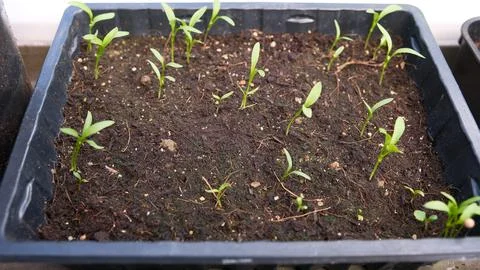 Young Seedlings Sprouting in a Plastic Seed Tray for Spring Gardening Фото
