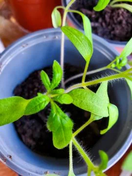 Young seedlings of tomatoes Stock Photos