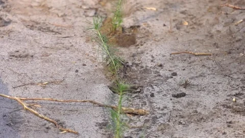 Young seedlings of trees grow in the forest. Video stock 128917483