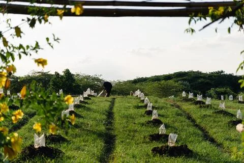 Young seedlings on undulating field Stock Photos