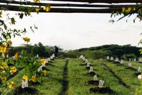 Young seedlings on undulating field Stock Photos