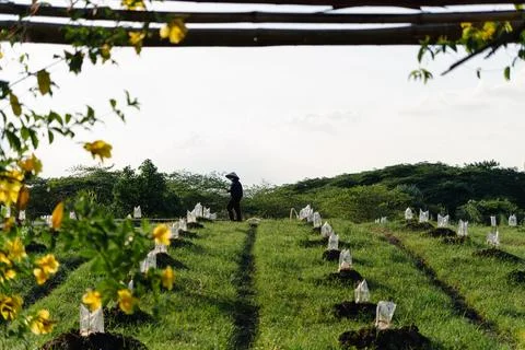 Young seedlings on undulating field Stock Photos
