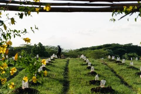 Young seedlings on undulating field Stock Photos