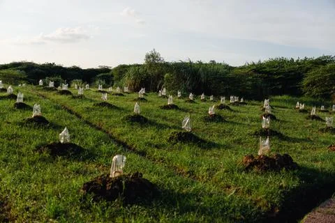Young seedlings on undulating field Stock Photos