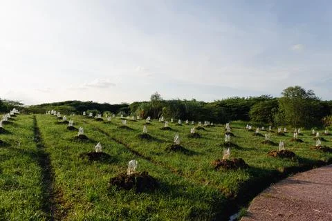 Young seedlings on undulating field Stock Photos