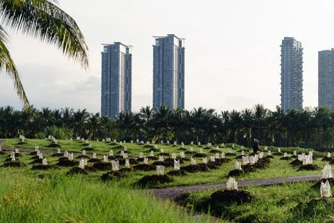 Young seedlings on undulating field Stock Photos