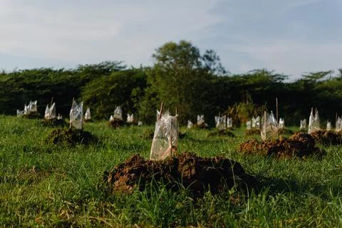 Young seedlings on undulating field Stock Photos