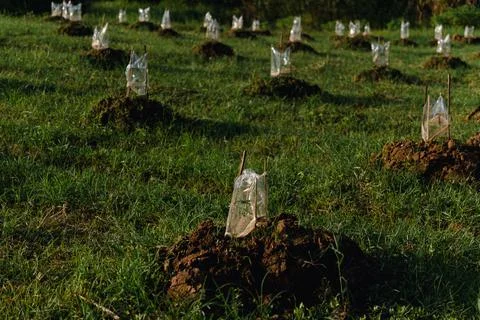 Young seedlings on undulating field Stock Photos